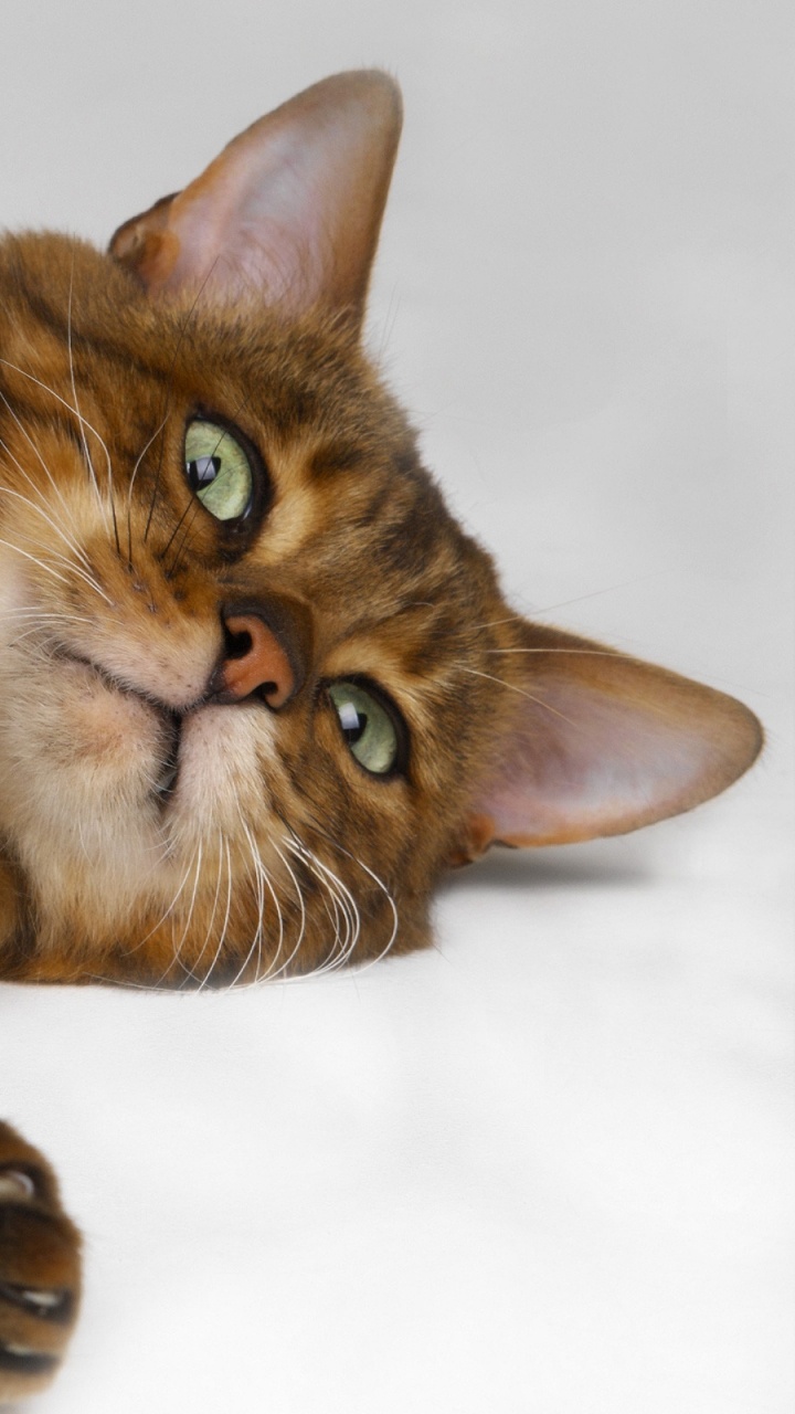 Brown and Black Cat Lying on White Textile. Wallpaper in 720x1280 Resolution