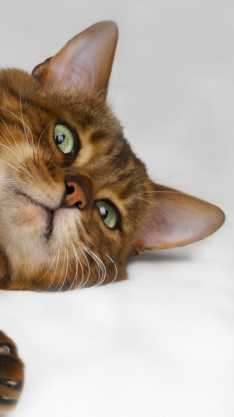 Brown and Black Cat Lying on White Textile. Wallpaper in 750x1334 Resolution