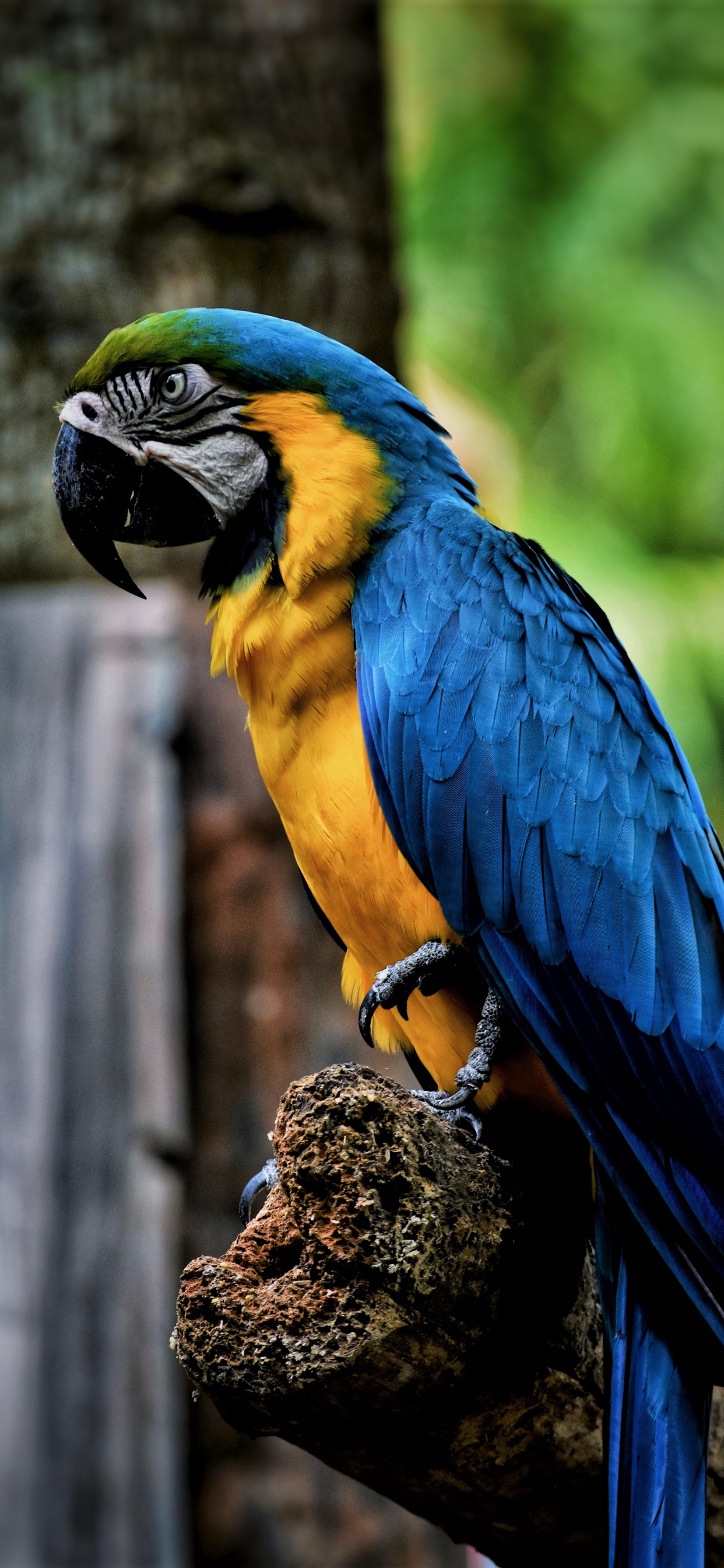 Perroquet Bleu Jaune et Vert Sur Une Branche D'arbre Marron. Wallpaper in 1242x2688 Resolution
