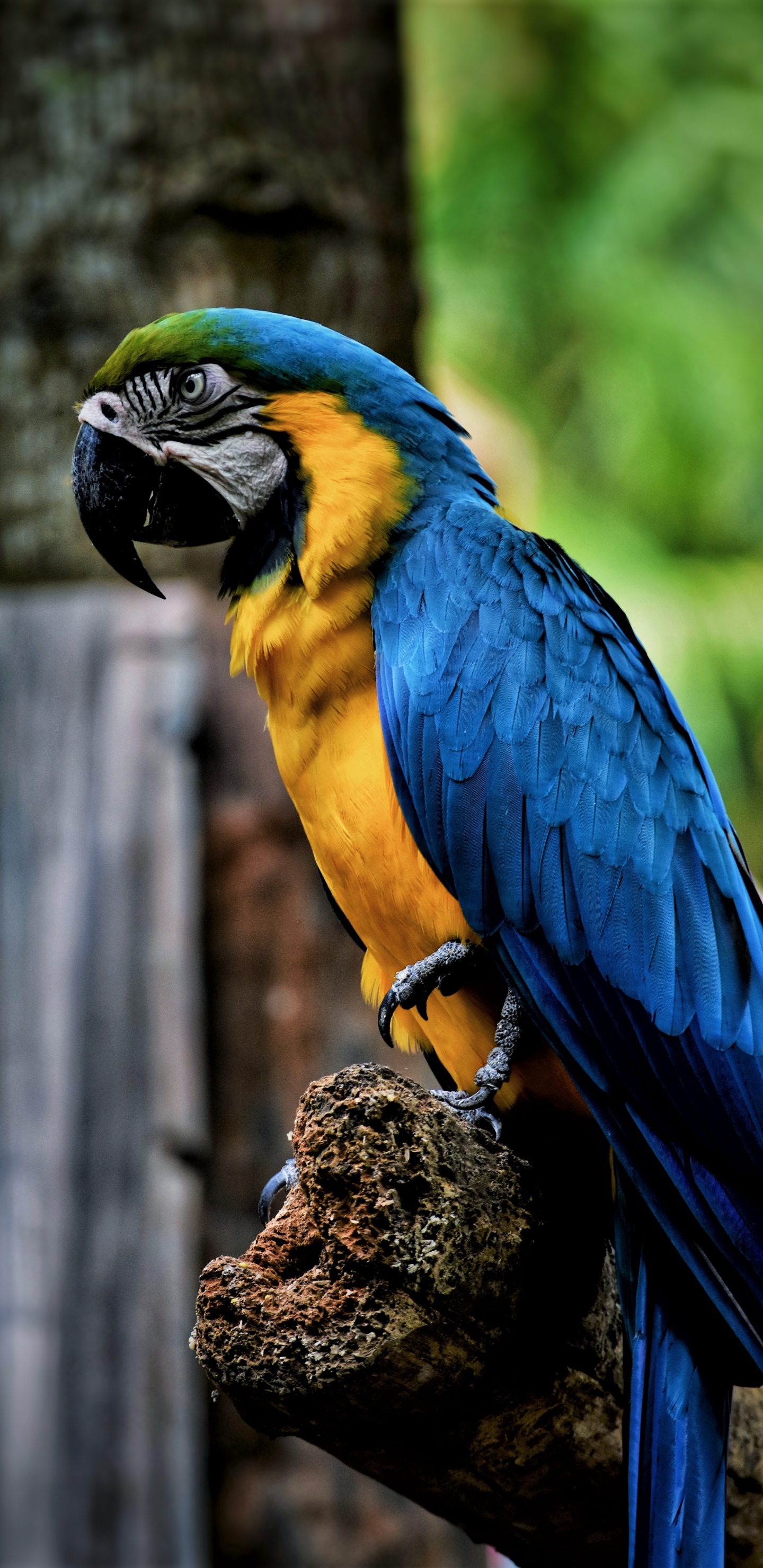 Loro Azul Amarillo y Verde en la Rama de un Árbol Marrón. Wallpaper in 1440x2960 Resolution