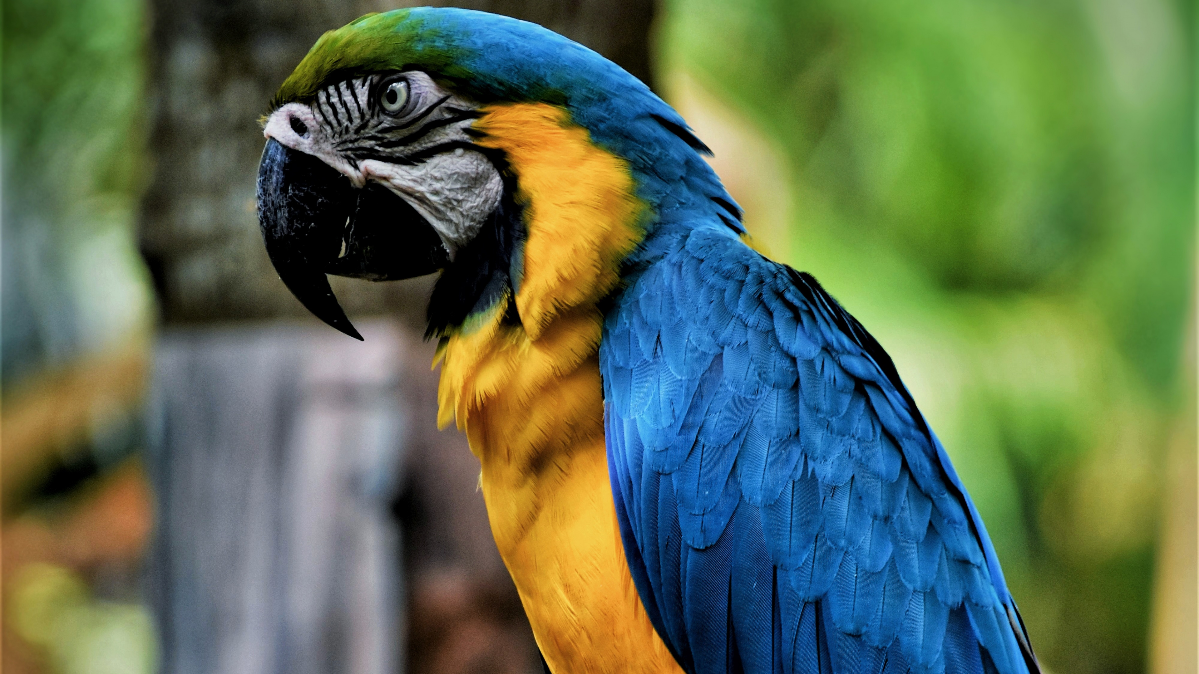Blue Yellow and Green Parrot on Brown Tree Branch. Wallpaper in 3840x2160 Resolution