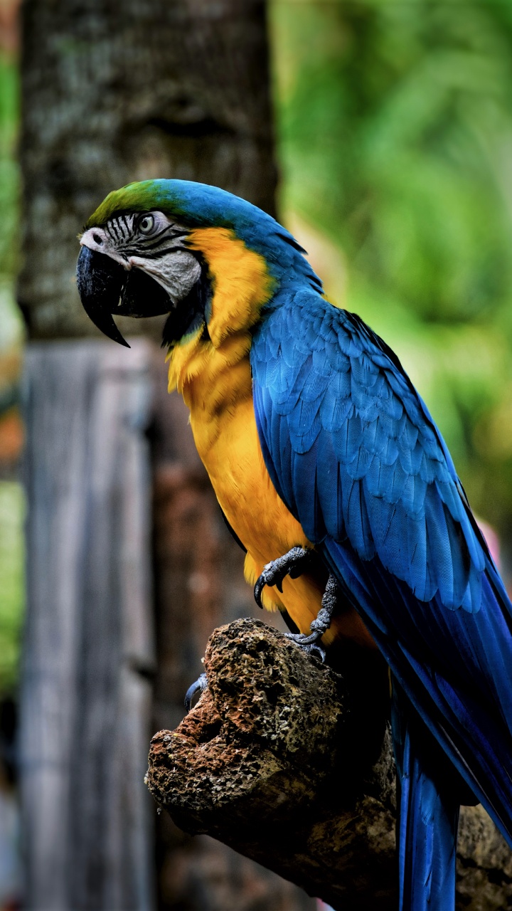 Blue Yellow and Green Parrot on Brown Tree Branch. Wallpaper in 720x1280 Resolution