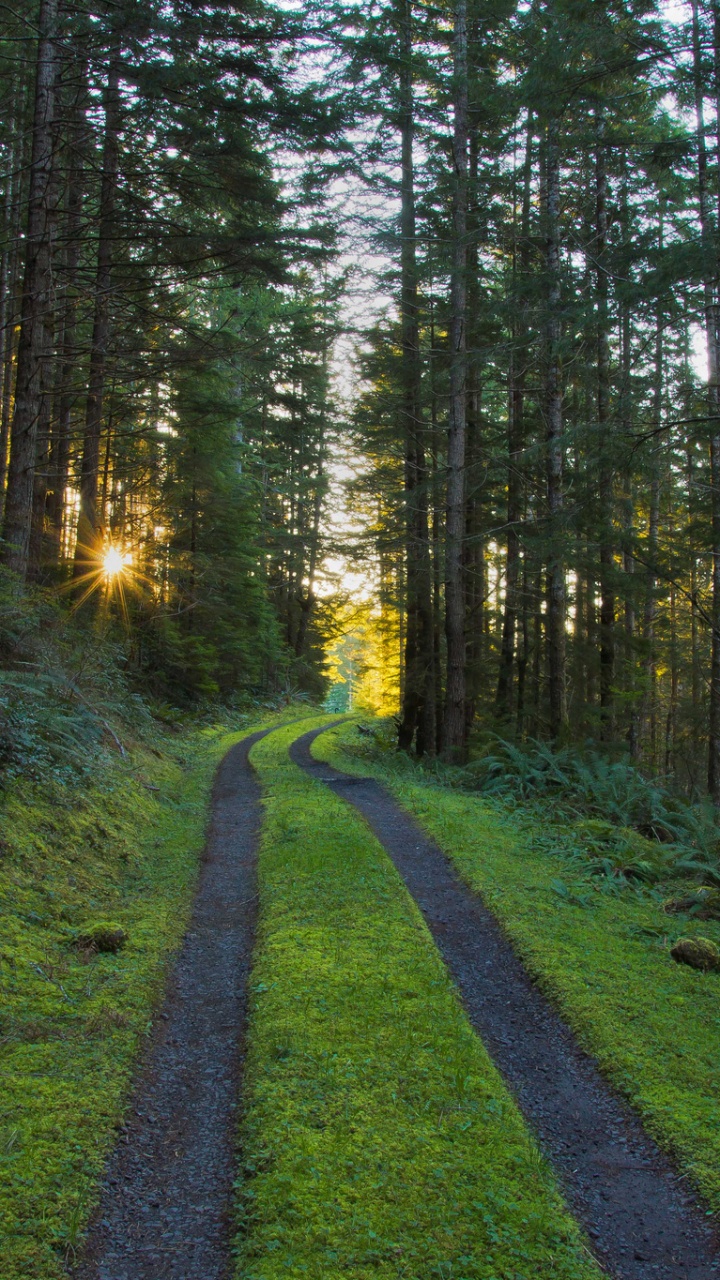Green Grass Pathway Between Green Trees During Daytime. Wallpaper in 720x1280 Resolution