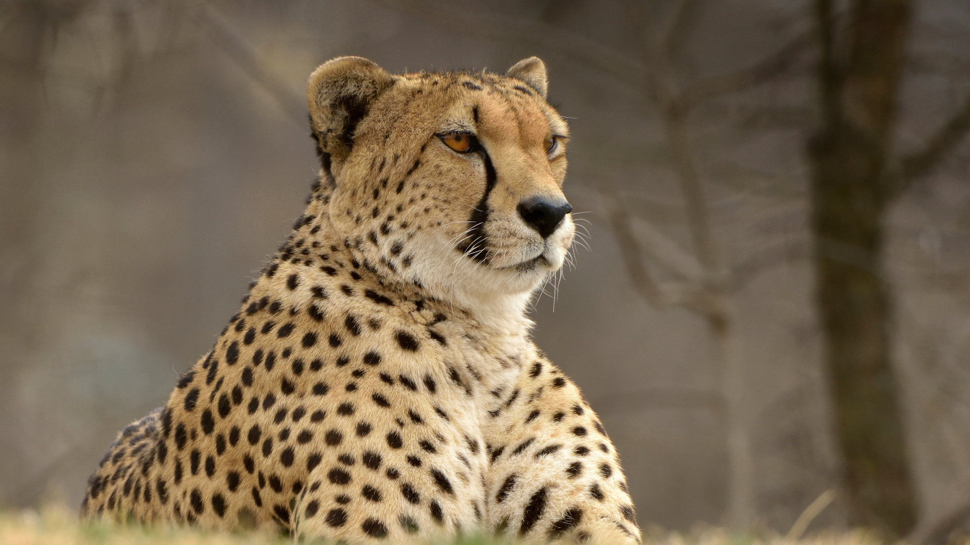 Brown and Black Cheetah in Close up Photography. Wallpaper in 1920x1080 Resolution