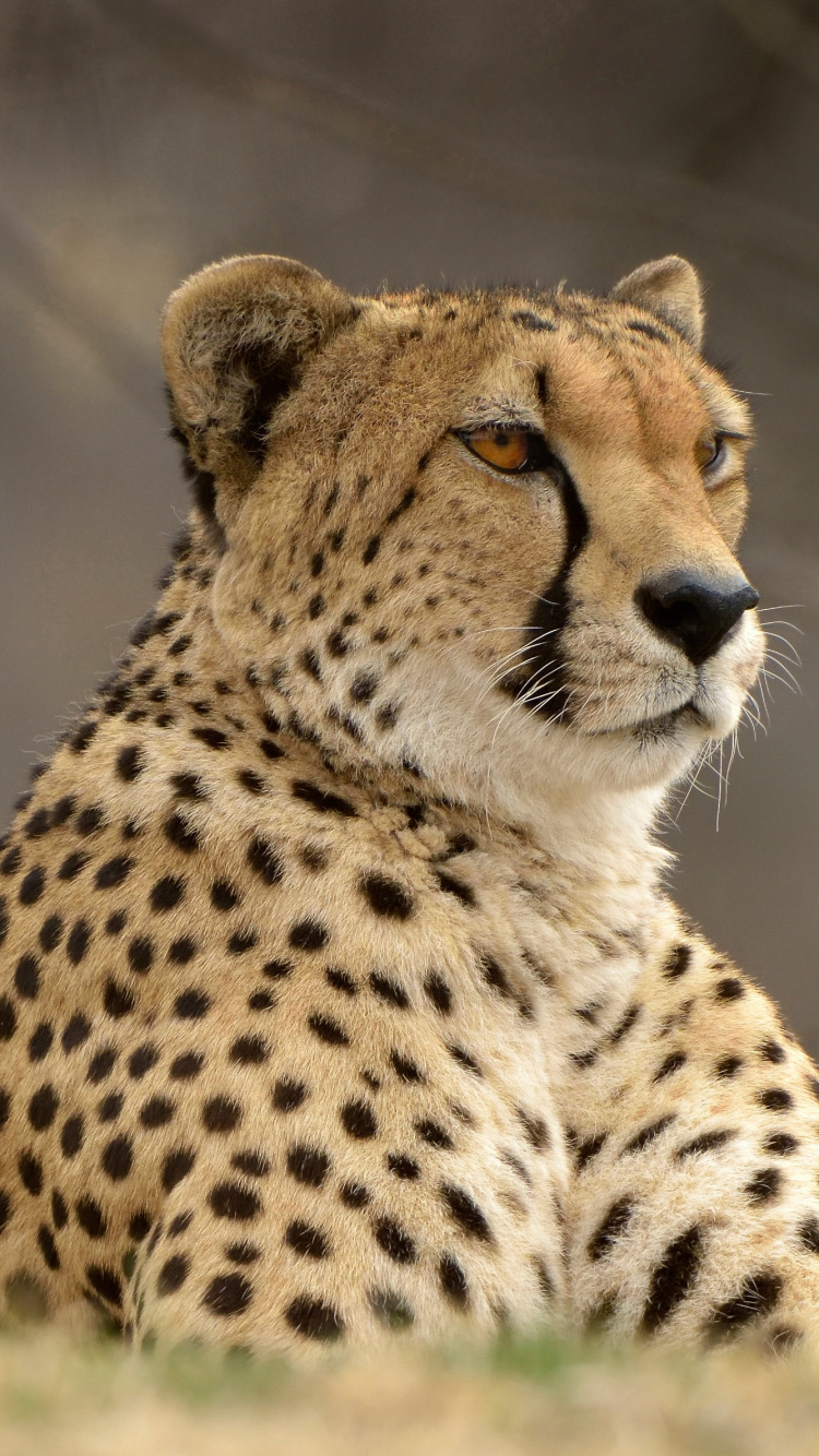 Brown and Black Cheetah in Close up Photography. Wallpaper in 750x1334 Resolution