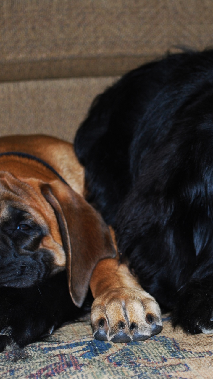 Dog, Puppy, Newfoundland, Dog Breed, Snout. Wallpaper in 720x1280 Resolution