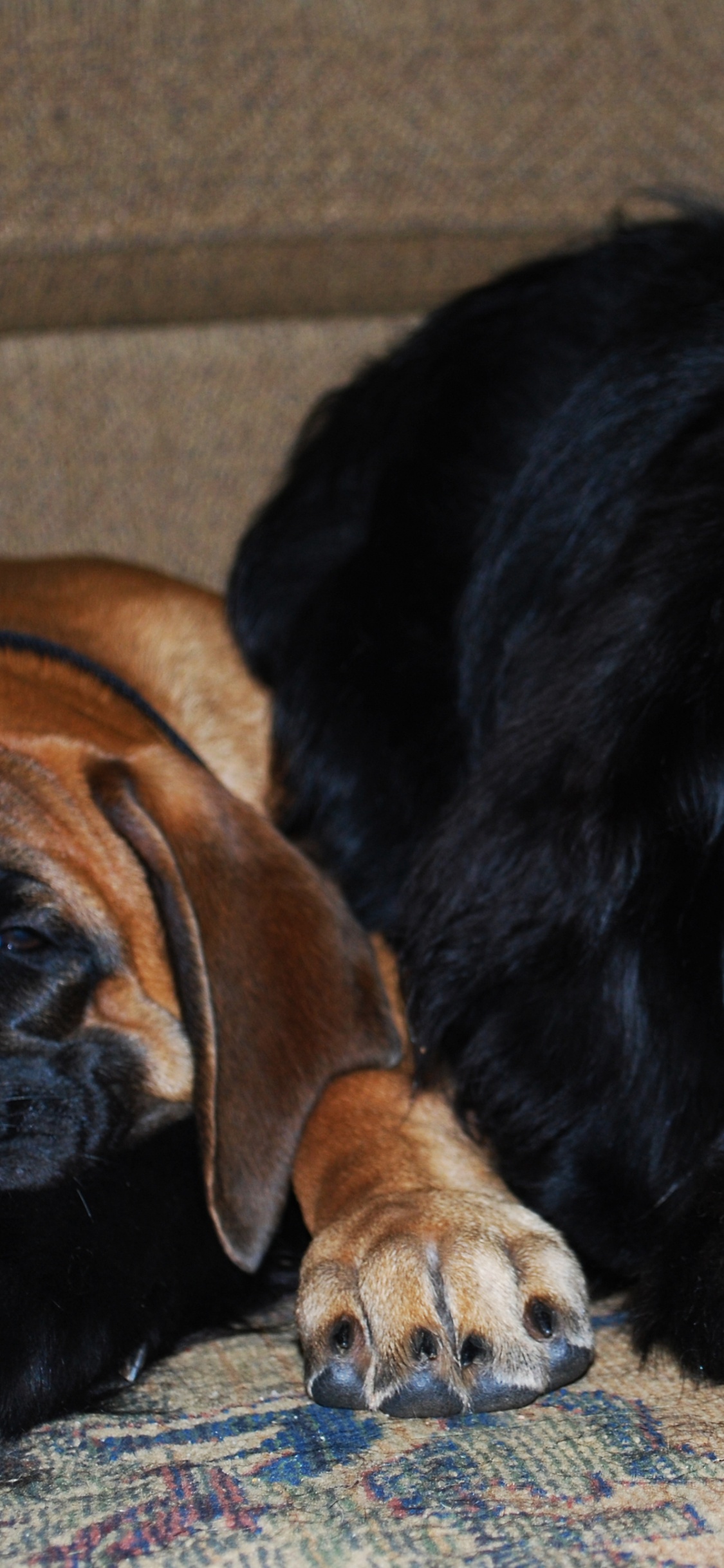 Hund, Welpe, Neufundland, Hunderasse, Sportliche Gruppe. Wallpaper in 1125x2436 Resolution