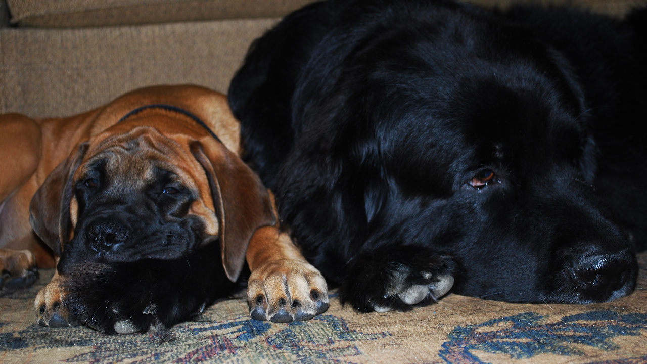 Hund, Welpe, Neufundland, Hunderasse, Sportliche Gruppe. Wallpaper in 1280x720 Resolution