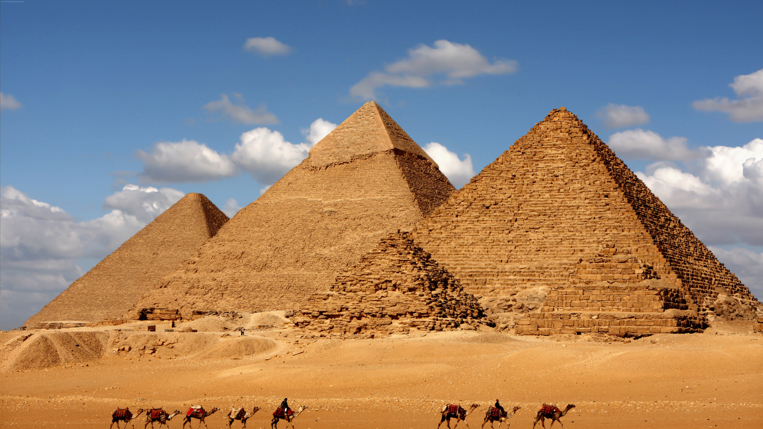 Chameaux Dans le Désert Pendant la Journée. Wallpaper in 2560x1440 Resolution