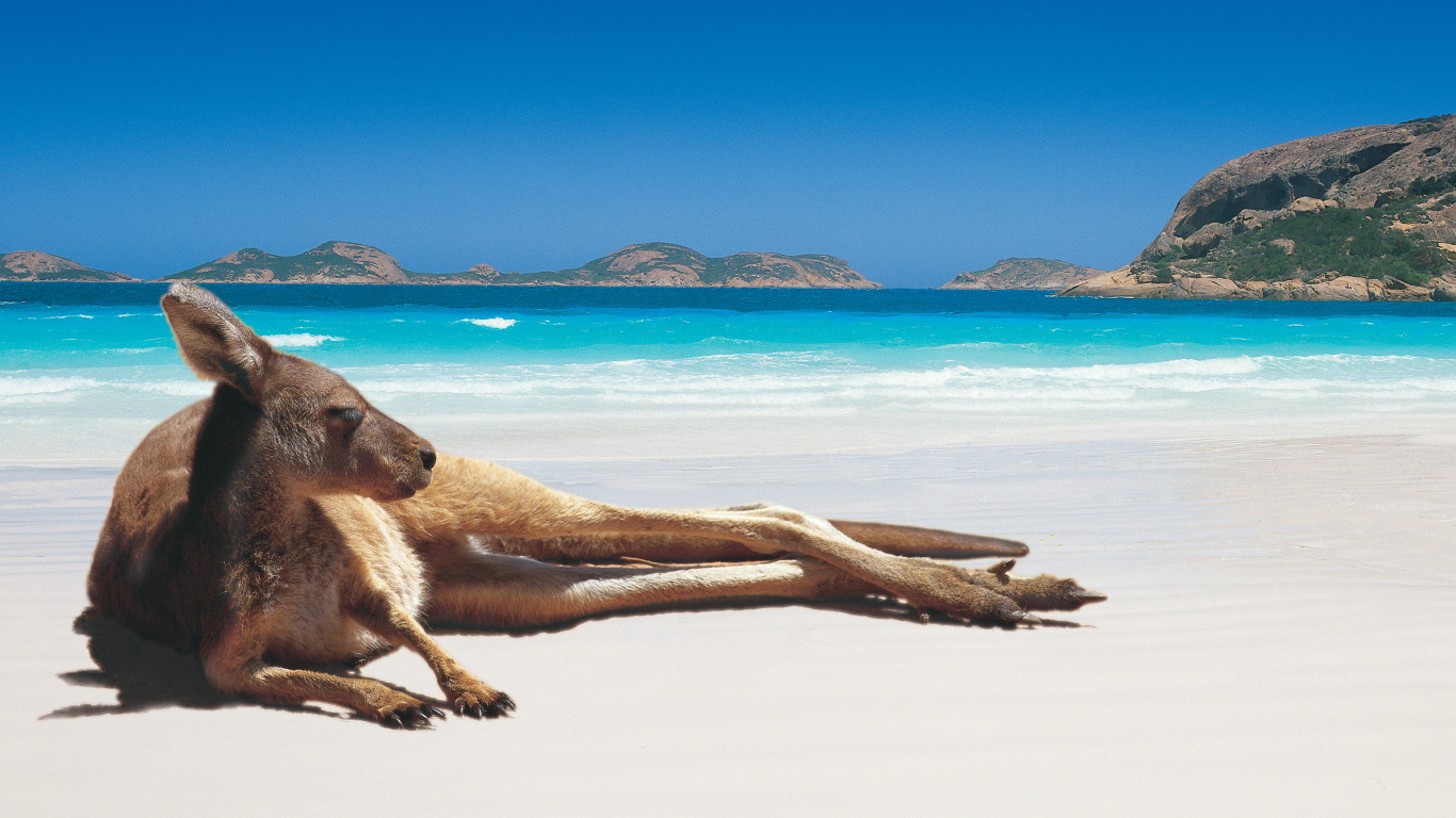 Brown and White Dog Lying on White Sand During Daytime. Wallpaper in 1366x768 Resolution
