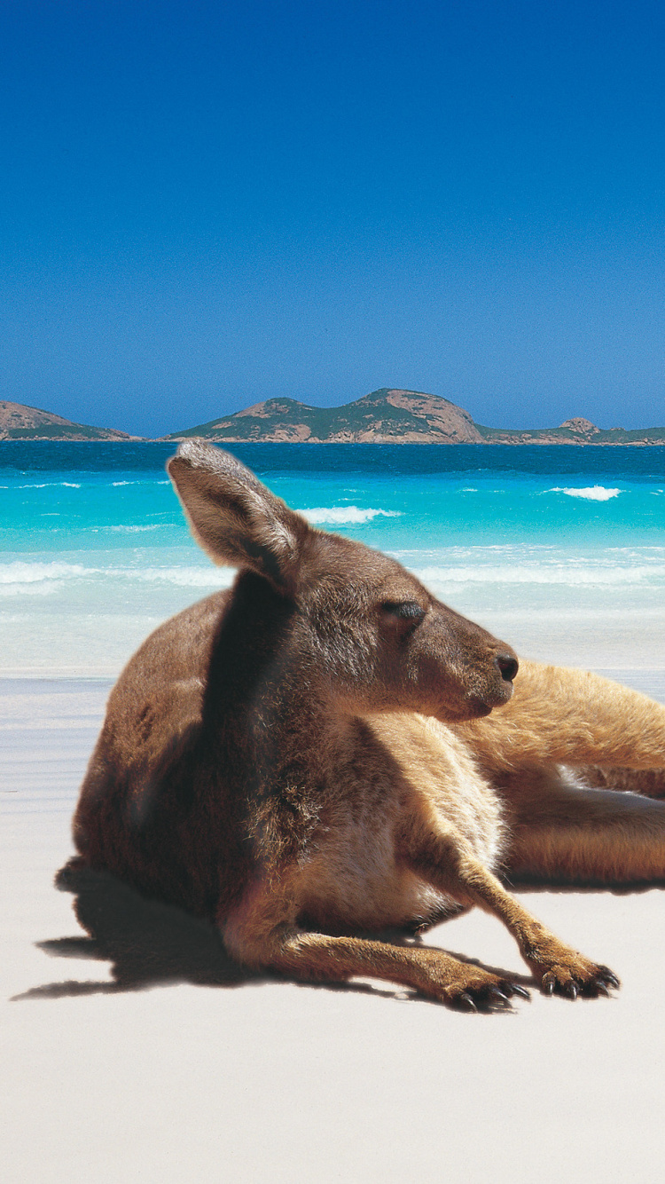 Perro Marrón y Blanco Acostado Sobre Arena Blanca Durante el Día. Wallpaper in 750x1334 Resolution