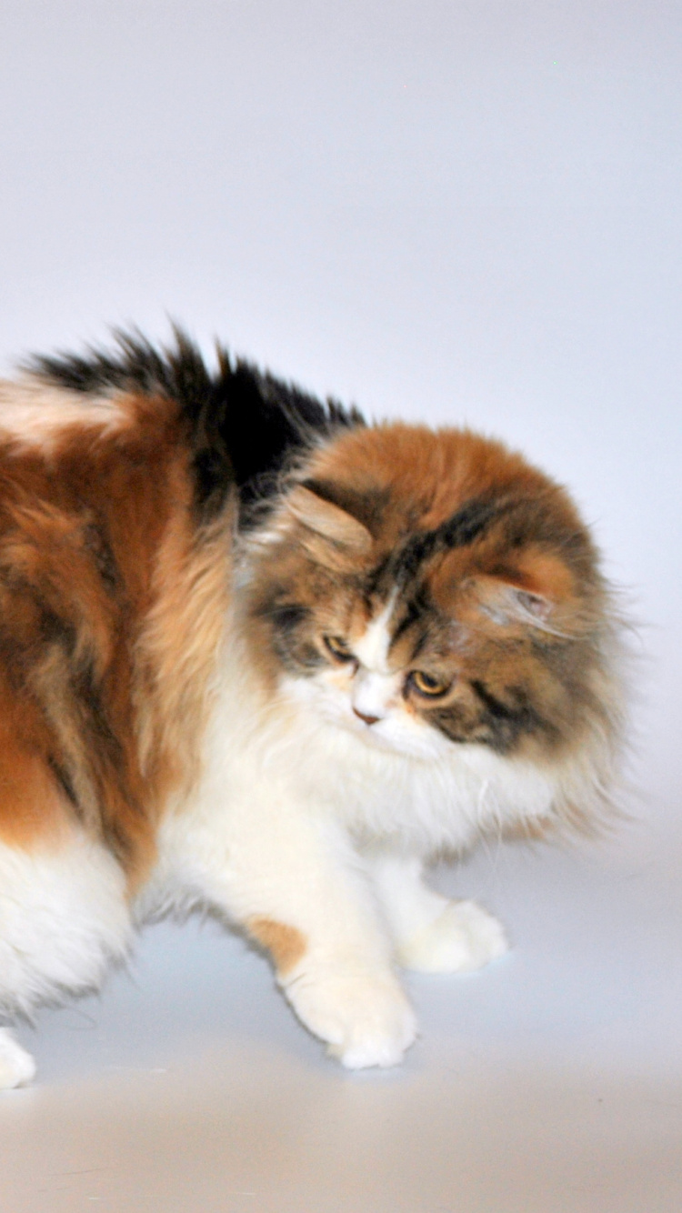 White Brown and Black Cat. Wallpaper in 750x1334 Resolution