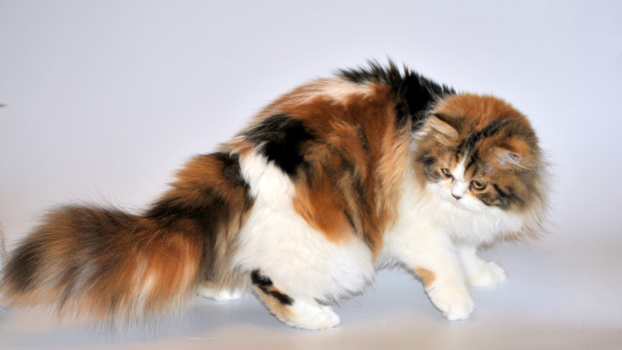 Weiße Braune Und Schwarze Katze. Wallpaper in 1280x720 Resolution