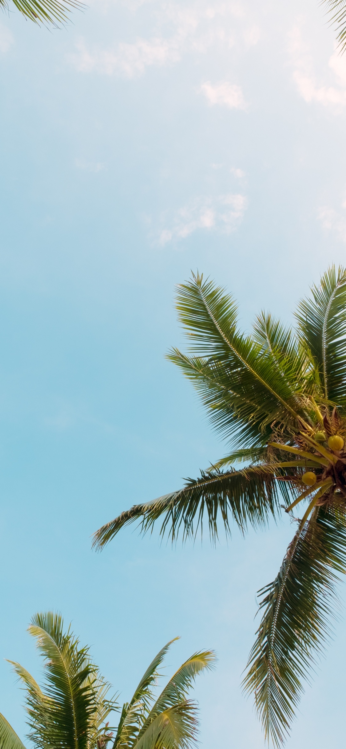 Palm Trees, Tree, Monochrome Painting, Wall, Cloud. Wallpaper in 1125x2436 Resolution