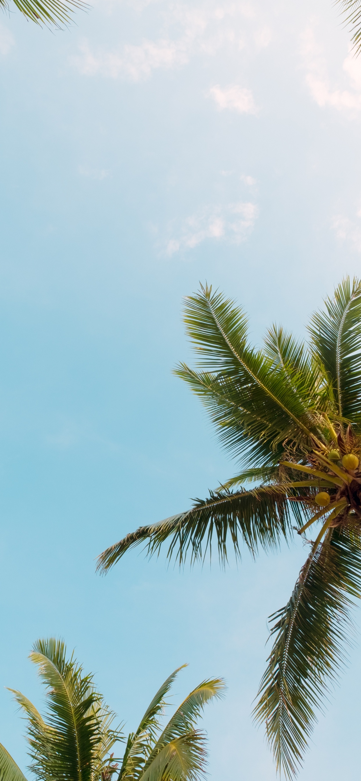 Palm Trees, Tree, Monochrome Painting, Wall, Cloud. Wallpaper in 1242x2688 Resolution