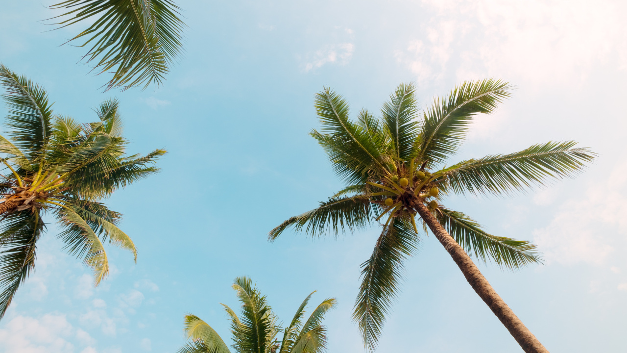 Palm Trees, Tree, Monochrome Painting, Wall, Cloud. Wallpaper in 1280x720 Resolution