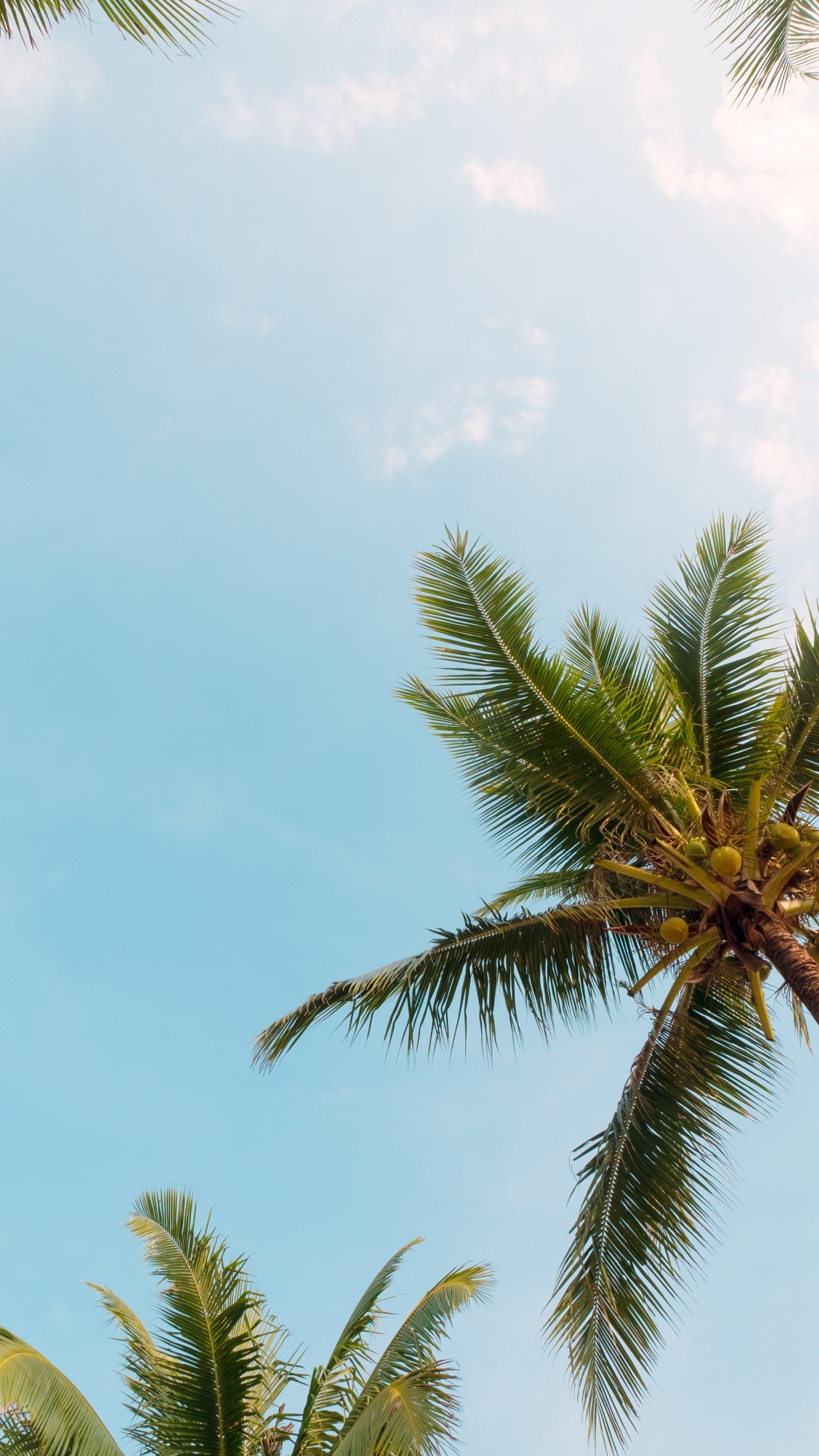 Palm Trees, Tree, Monochrome Painting, Wall, Cloud. Wallpaper in 1440x2560 Resolution