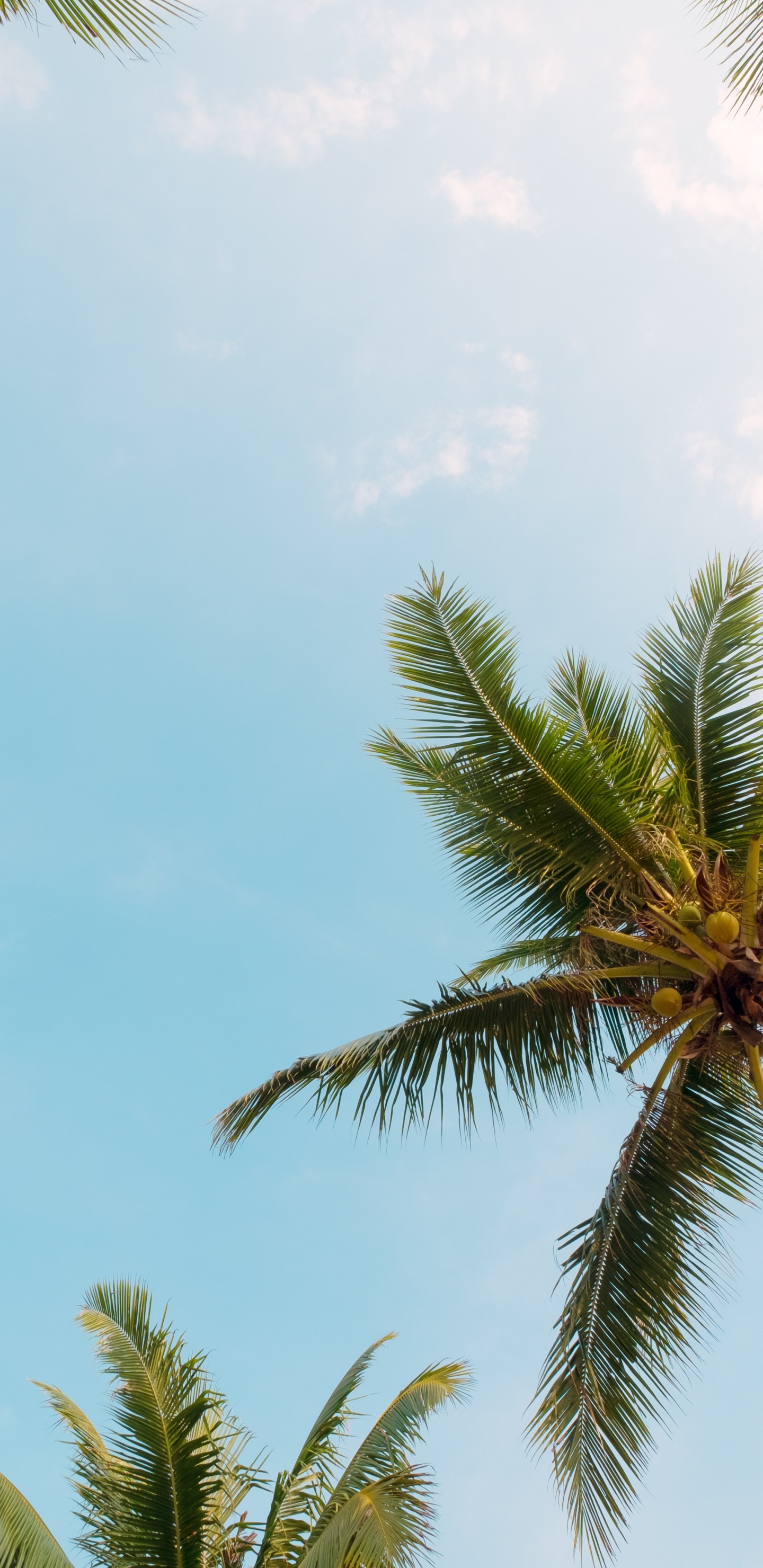 Palm Trees, Tree, Monochrome Painting, Wall, Cloud. Wallpaper in 1440x2960 Resolution