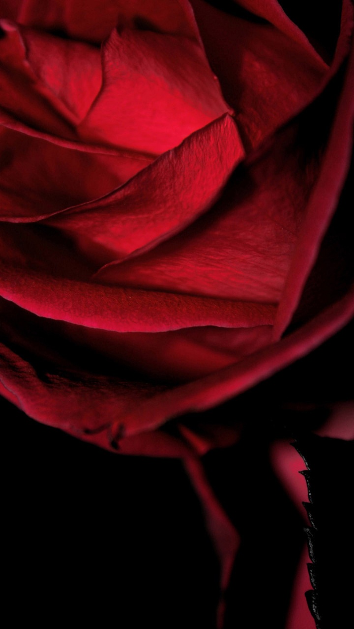 Las Rosas de Jardín, Poesia de Amor de un Flamenco, Morado, Ventana, Pétalo. Wallpaper in 720x1280 Resolution