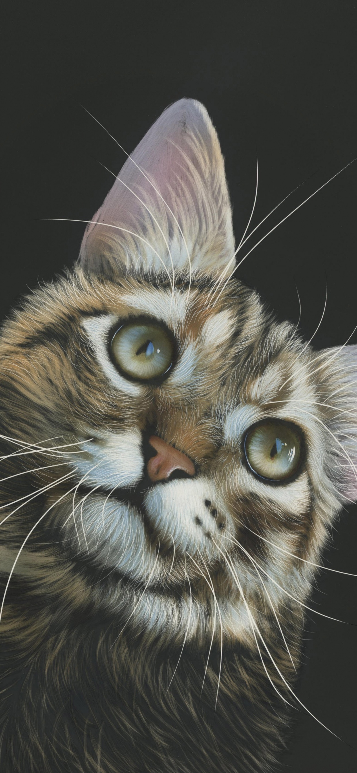 Gato Marrón y Negro Con Fondo Negro. Wallpaper in 1242x2688 Resolution