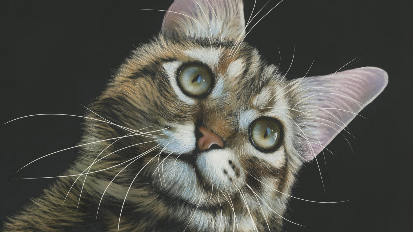 Braune Und Schwarze Katze Mit Schwarzem Hintergrund. Wallpaper in 1366x768 Resolution