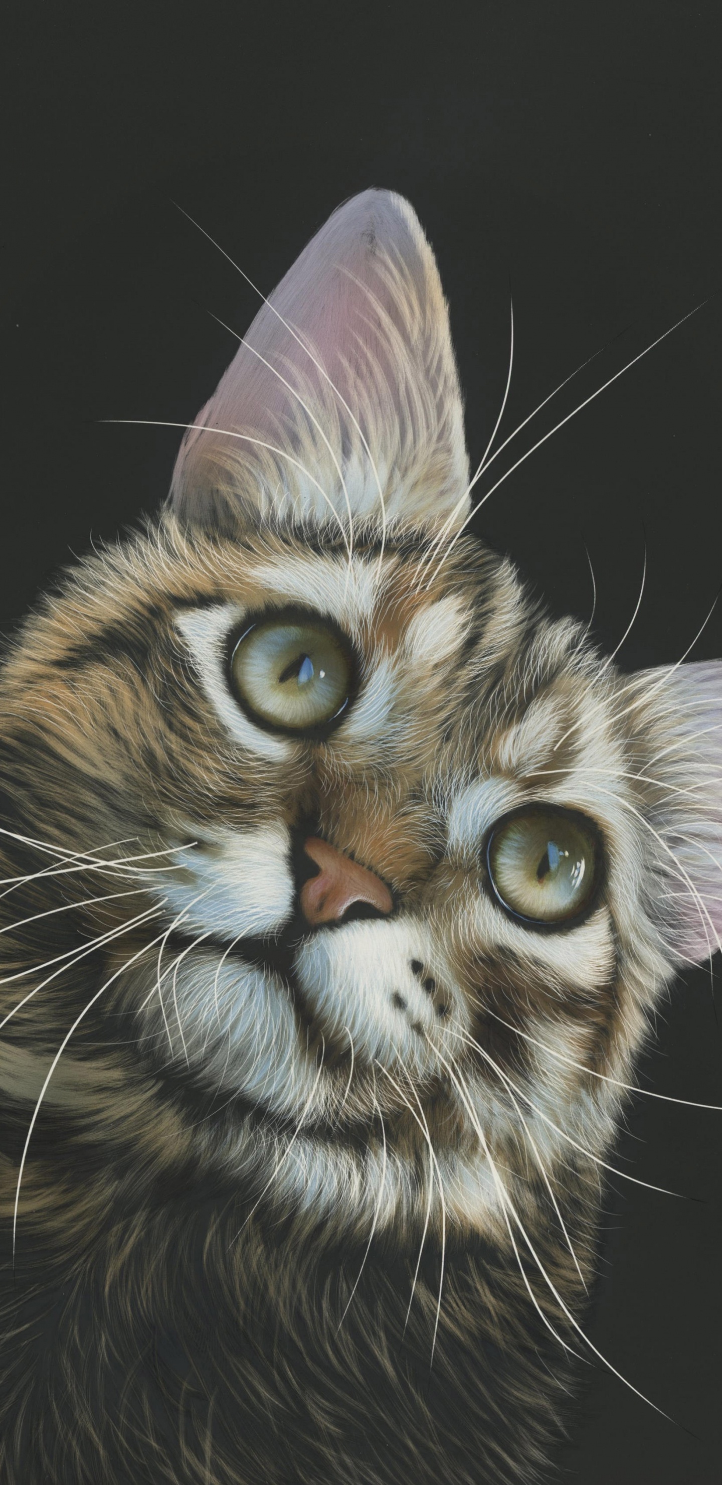 Braune Und Schwarze Katze Mit Schwarzem Hintergrund. Wallpaper in 1440x2960 Resolution