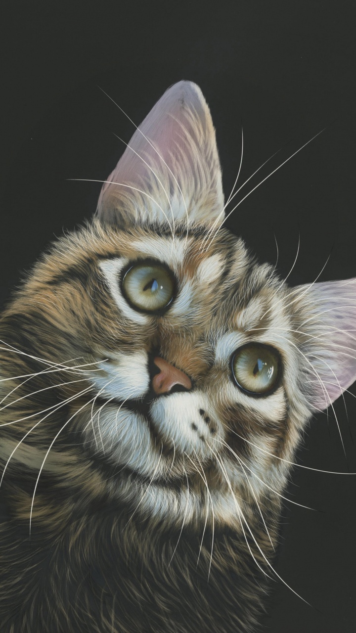 Chat Brun et Noir Sur Fond Noir. Wallpaper in 720x1280 Resolution