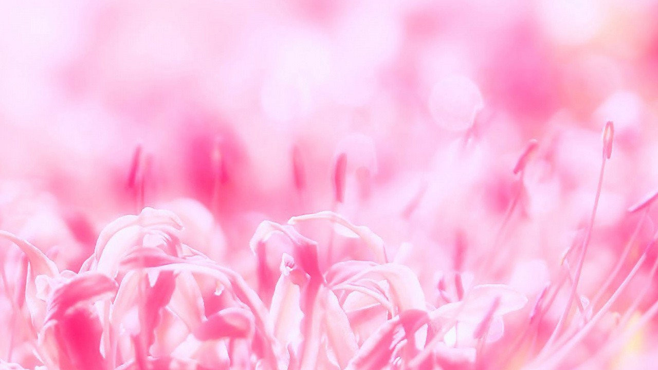 Rosa Und Weiße Blütenblätter. Wallpaper in 1280x720 Resolution