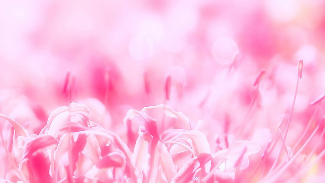 Pink and White Flower Petals. Wallpaper in 1366x768 Resolution