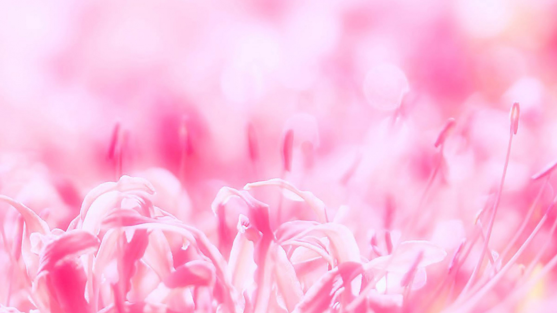 Pink and White Flower Petals. Wallpaper in 1920x1080 Resolution