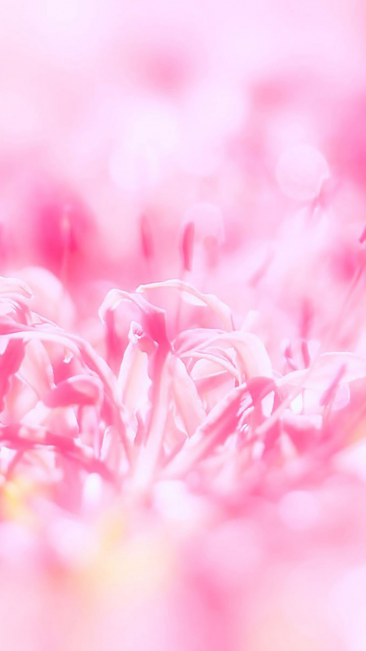 Pétales de Fleurs Roses et Blanches. Wallpaper in 750x1334 Resolution