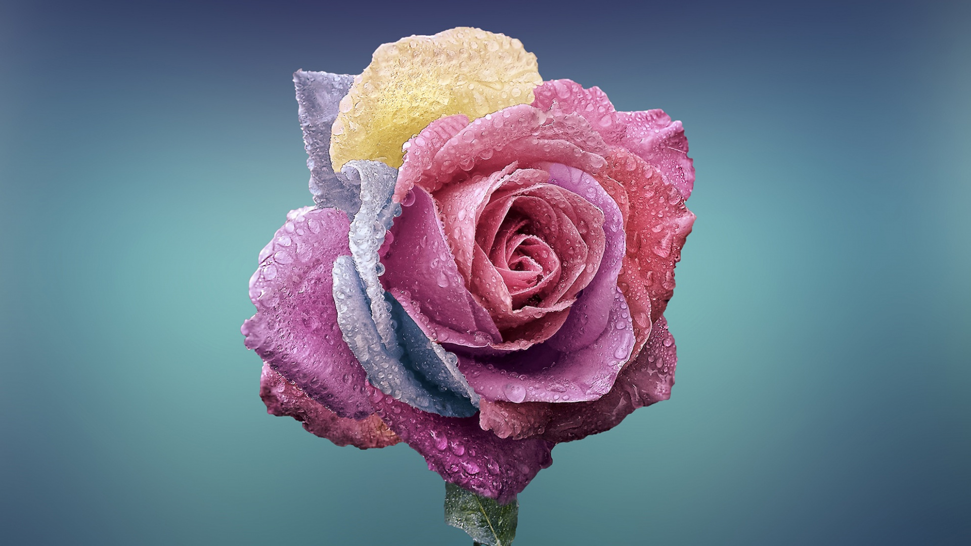 Pink Rose With Water Droplets. Wallpaper in 1920x1080 Resolution