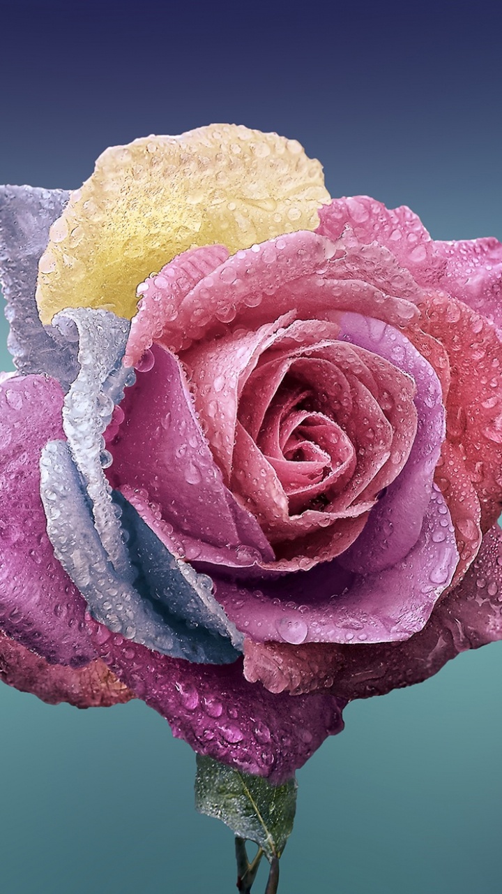 玫瑰花园, 粉红色, 紫色的, 玫瑰家庭 壁纸 720x1280 允许