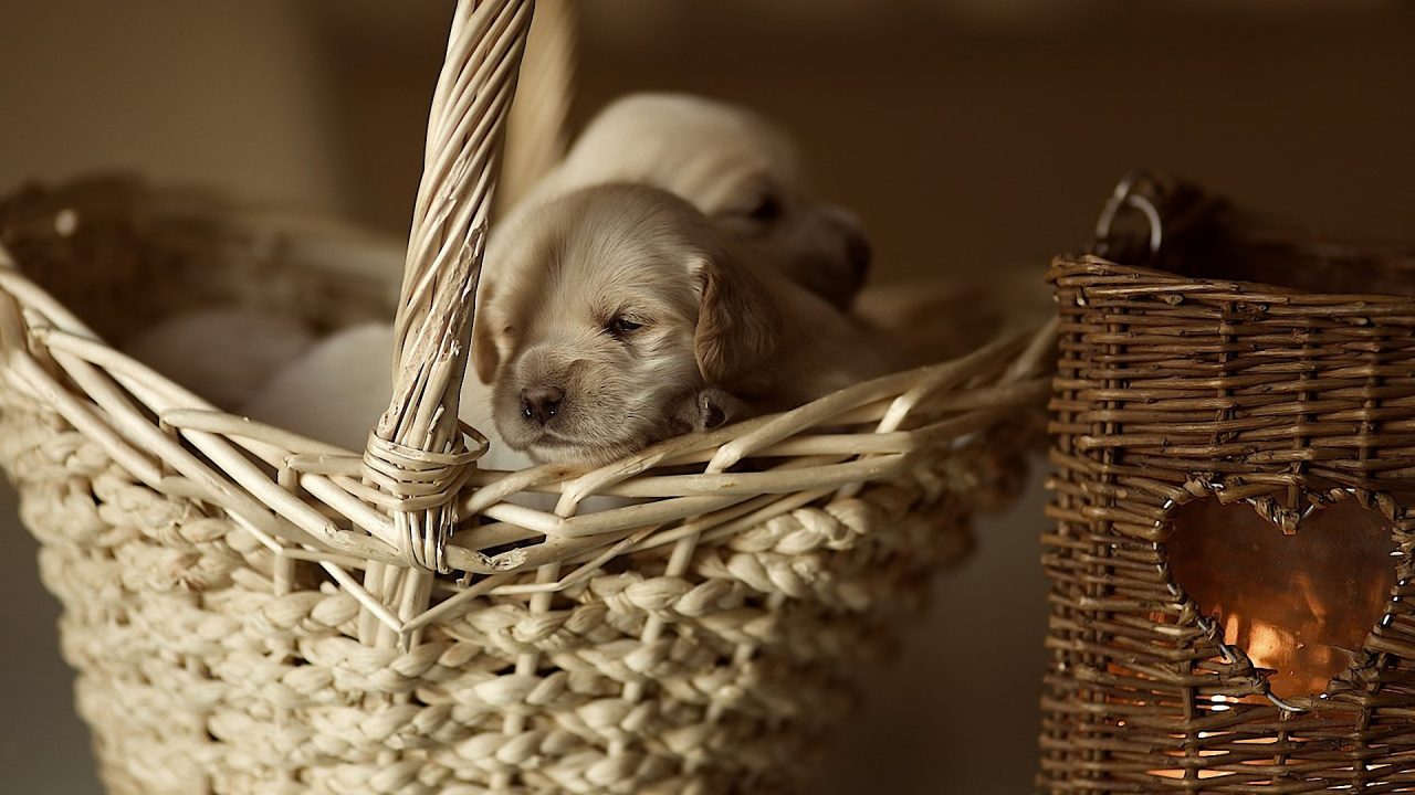 Puppy, Golden Retriever, Cane Corso, Wicker, Basket. Wallpaper in 1280x720 Resolution