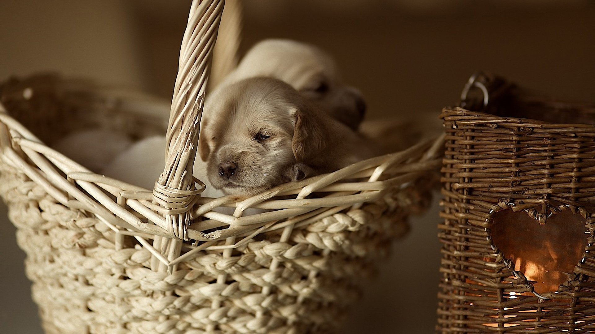 Puppy, Golden Retriever, Cane Corso, Wicker, Basket. Wallpaper in 1920x1080 Resolution