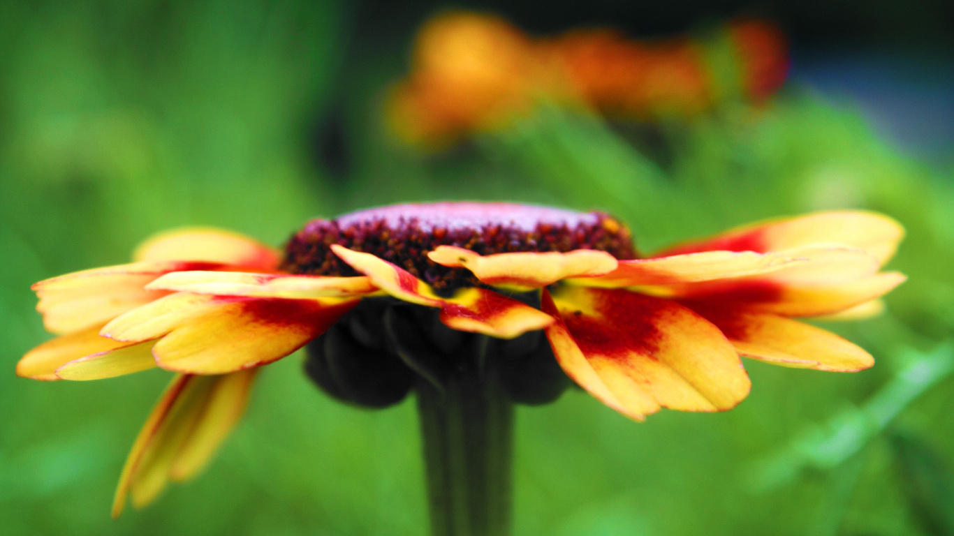 Yellow and Red Flower in Tilt Shift Lens. Wallpaper in 1366x768 Resolution
