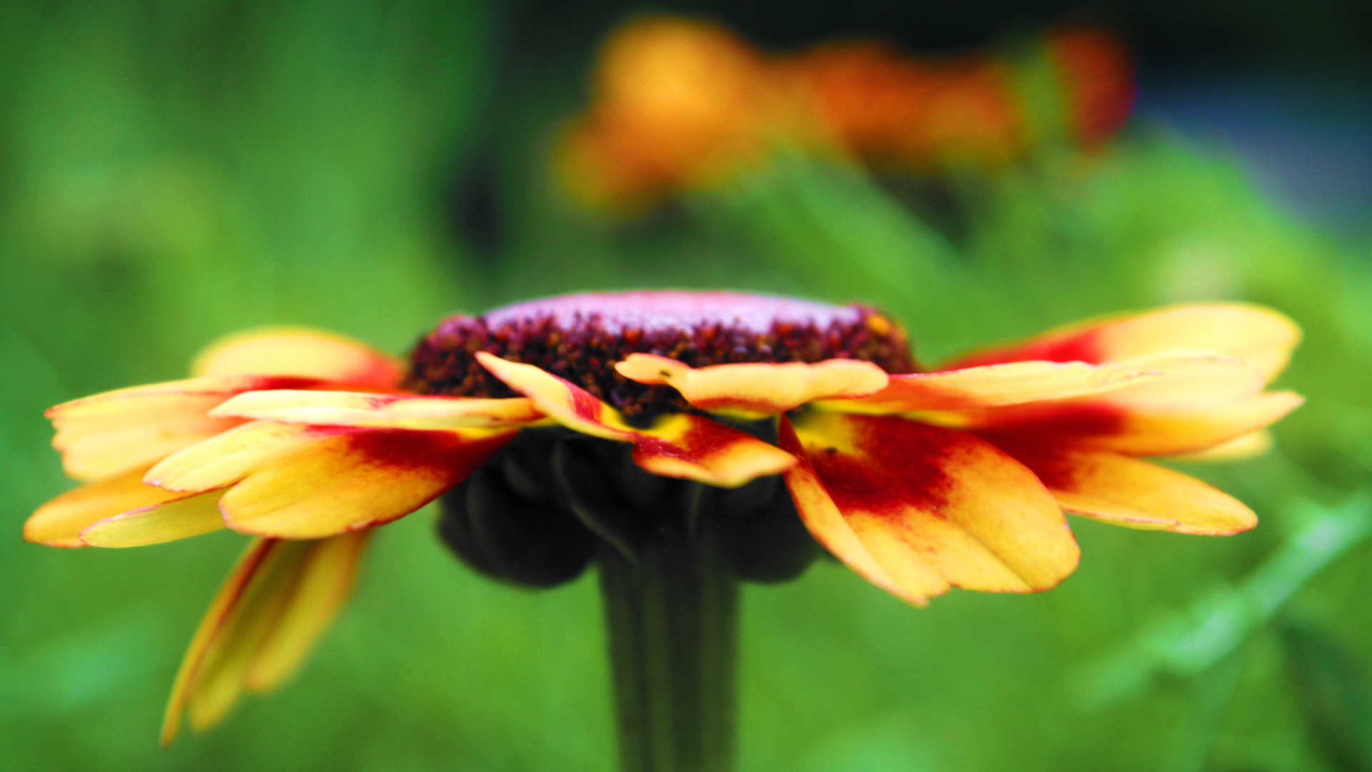 Yellow and Red Flower in Tilt Shift Lens. Wallpaper in 1920x1080 Resolution