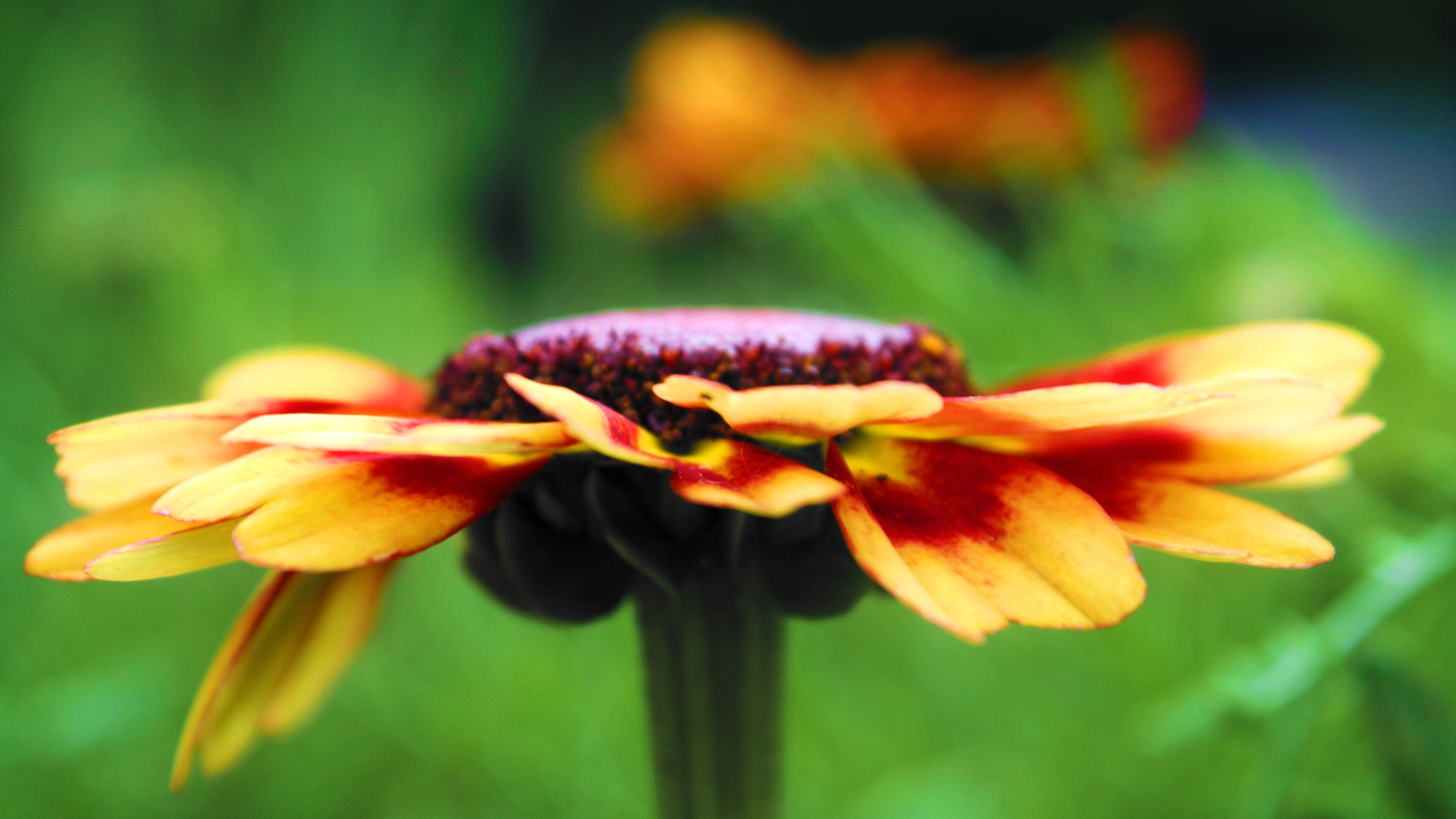 Yellow and Red Flower in Tilt Shift Lens. Wallpaper in 2560x1440 Resolution