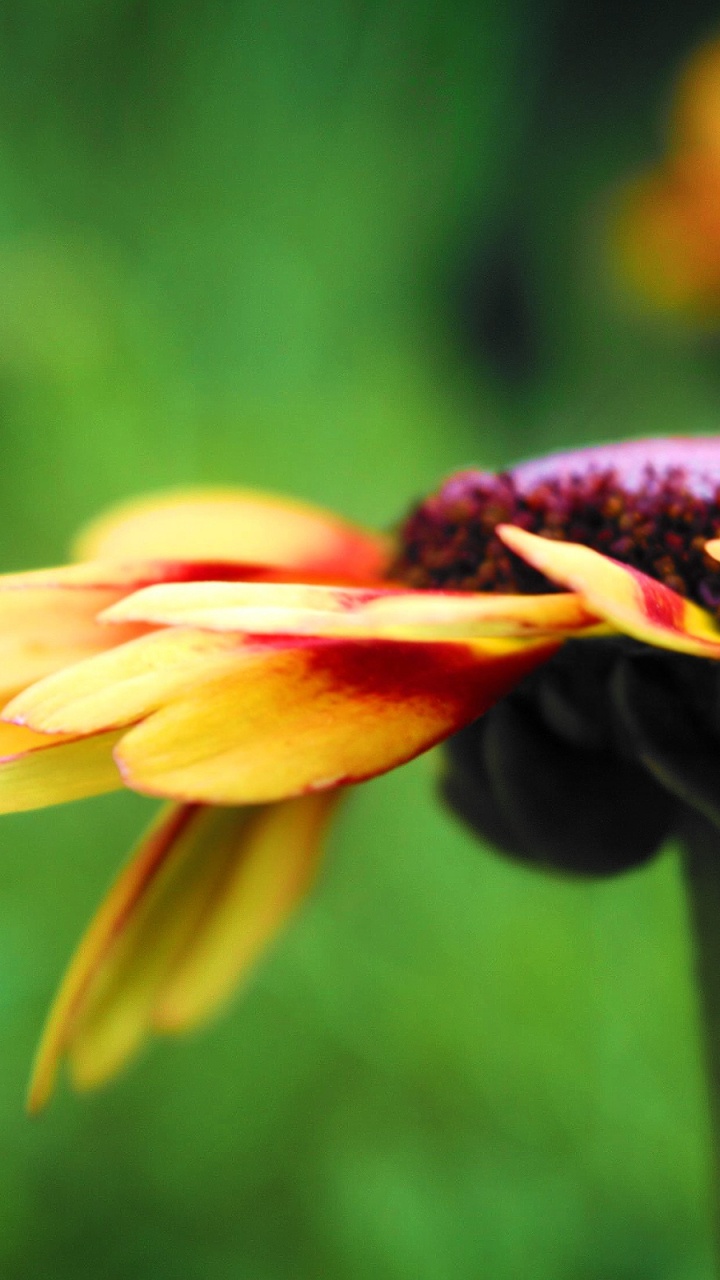 Yellow and Red Flower in Tilt Shift Lens. Wallpaper in 720x1280 Resolution