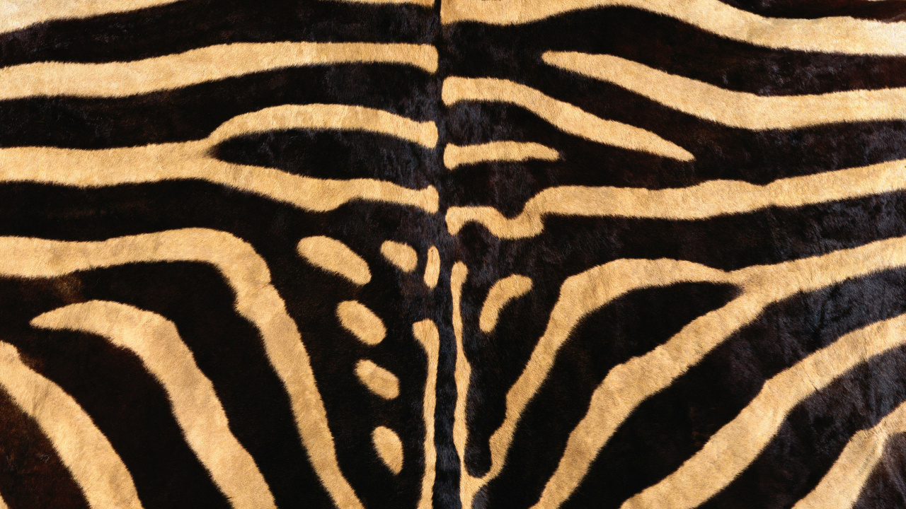 Schwarz-weißes Zebra-Textil. Wallpaper in 1280x720 Resolution