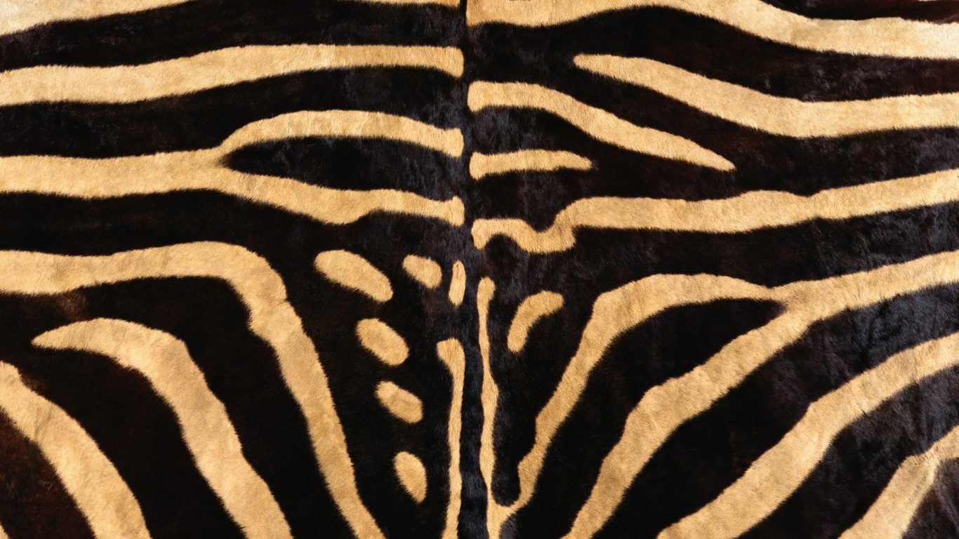 Schwarz-weißes Zebra-Textil. Wallpaper in 1366x768 Resolution
