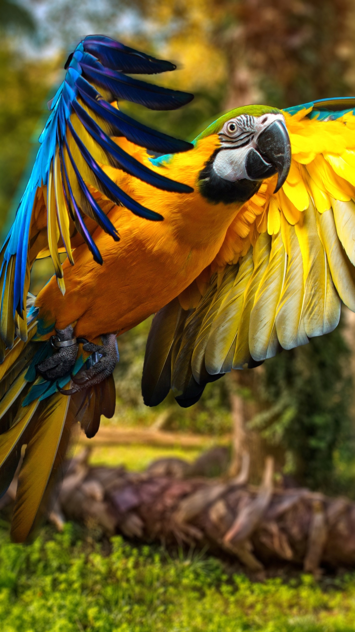Loro Amarillo Azul y Verde. Wallpaper in 1440x2560 Resolution