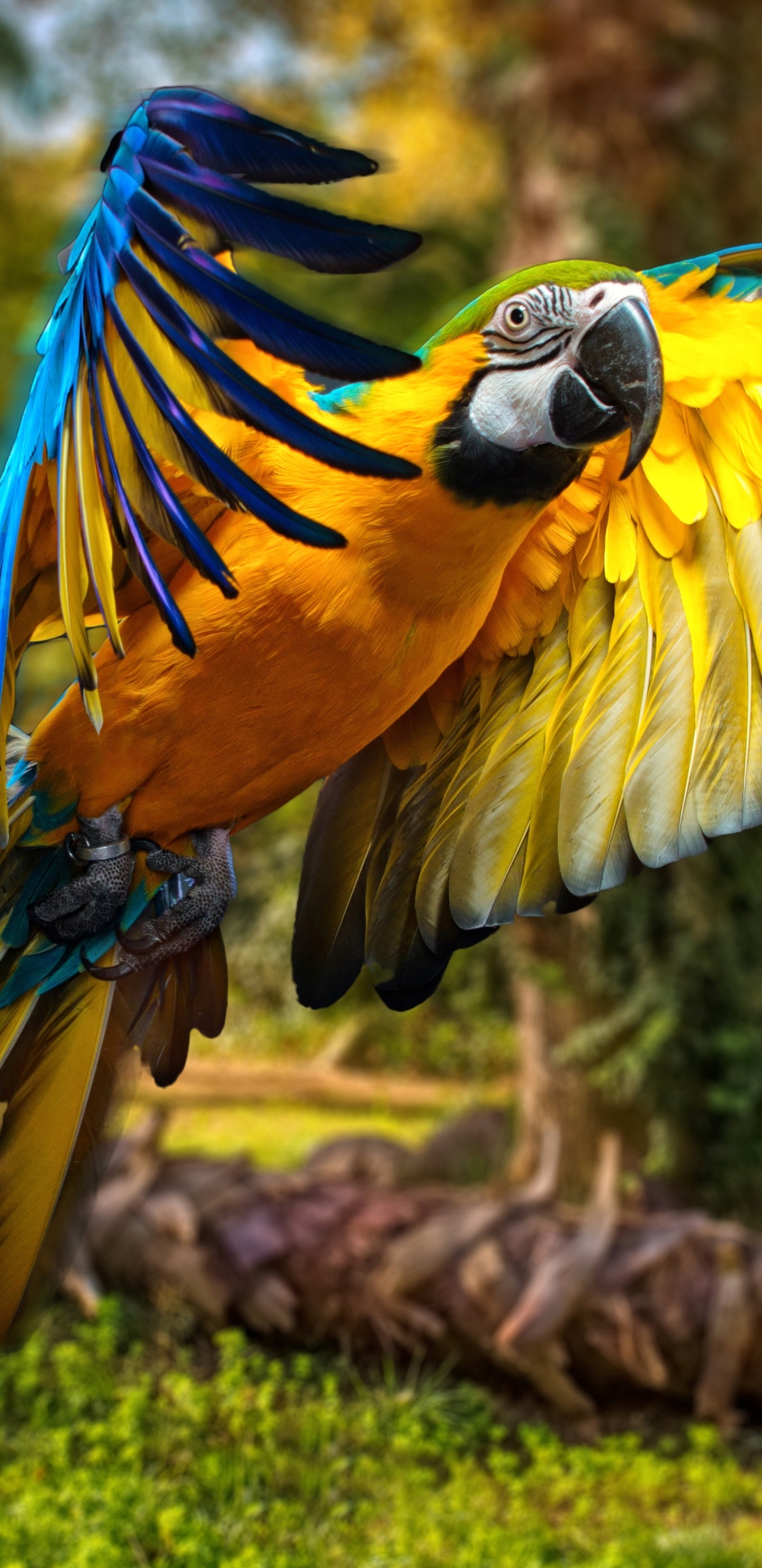 Loro Amarillo Azul y Verde. Wallpaper in 1440x2960 Resolution
