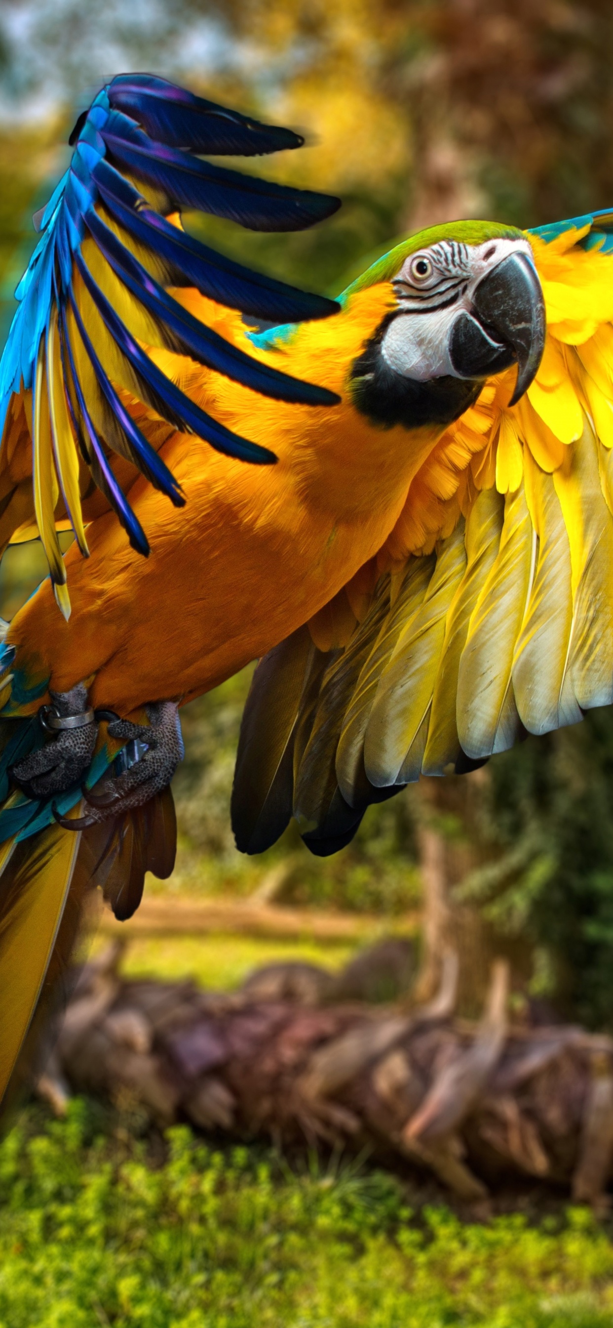 Yellow Blue and Green Parrot. Wallpaper in 1242x2688 Resolution