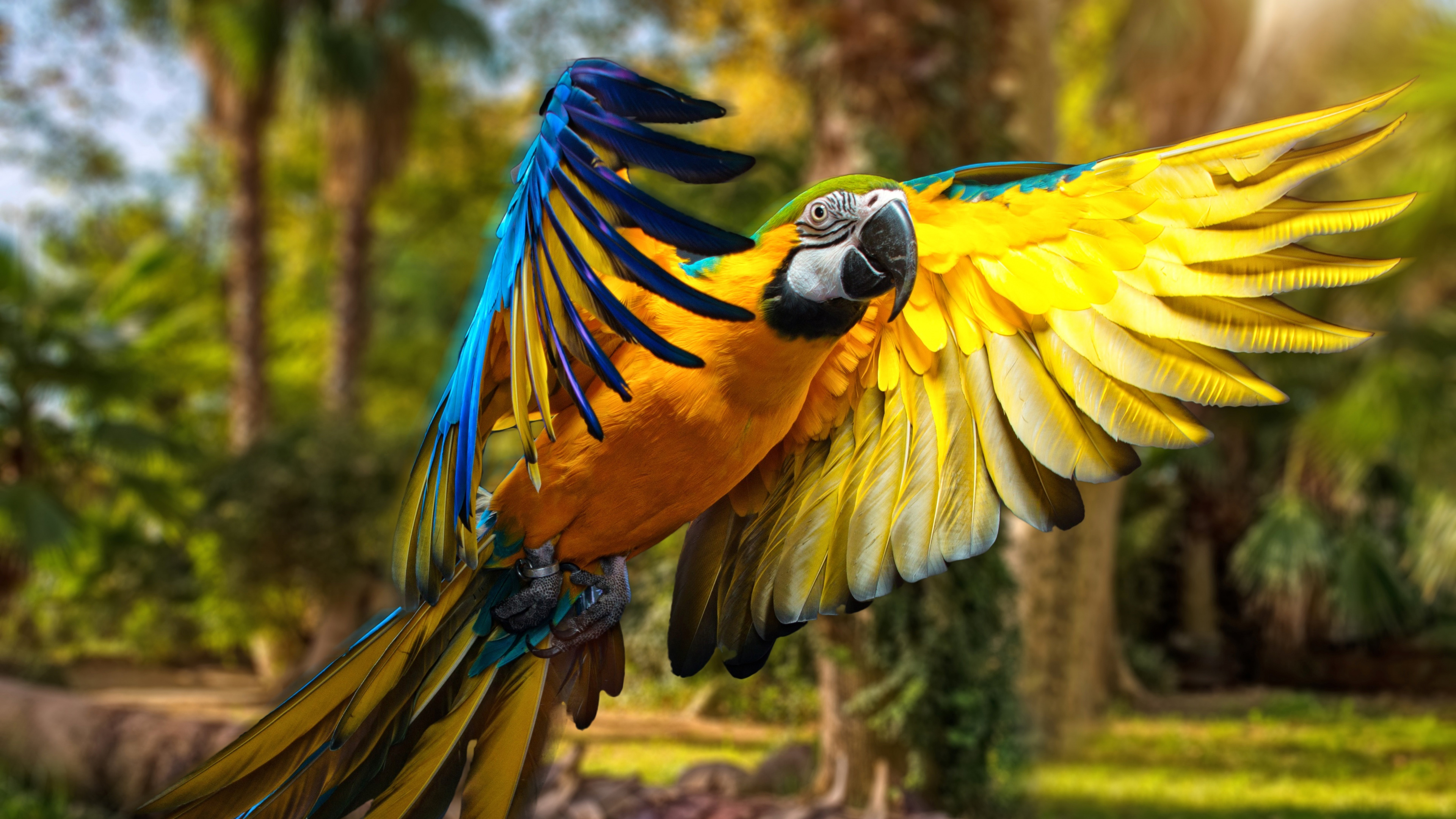 Yellow Blue and Green Parrot. Wallpaper in 3840x2160 Resolution