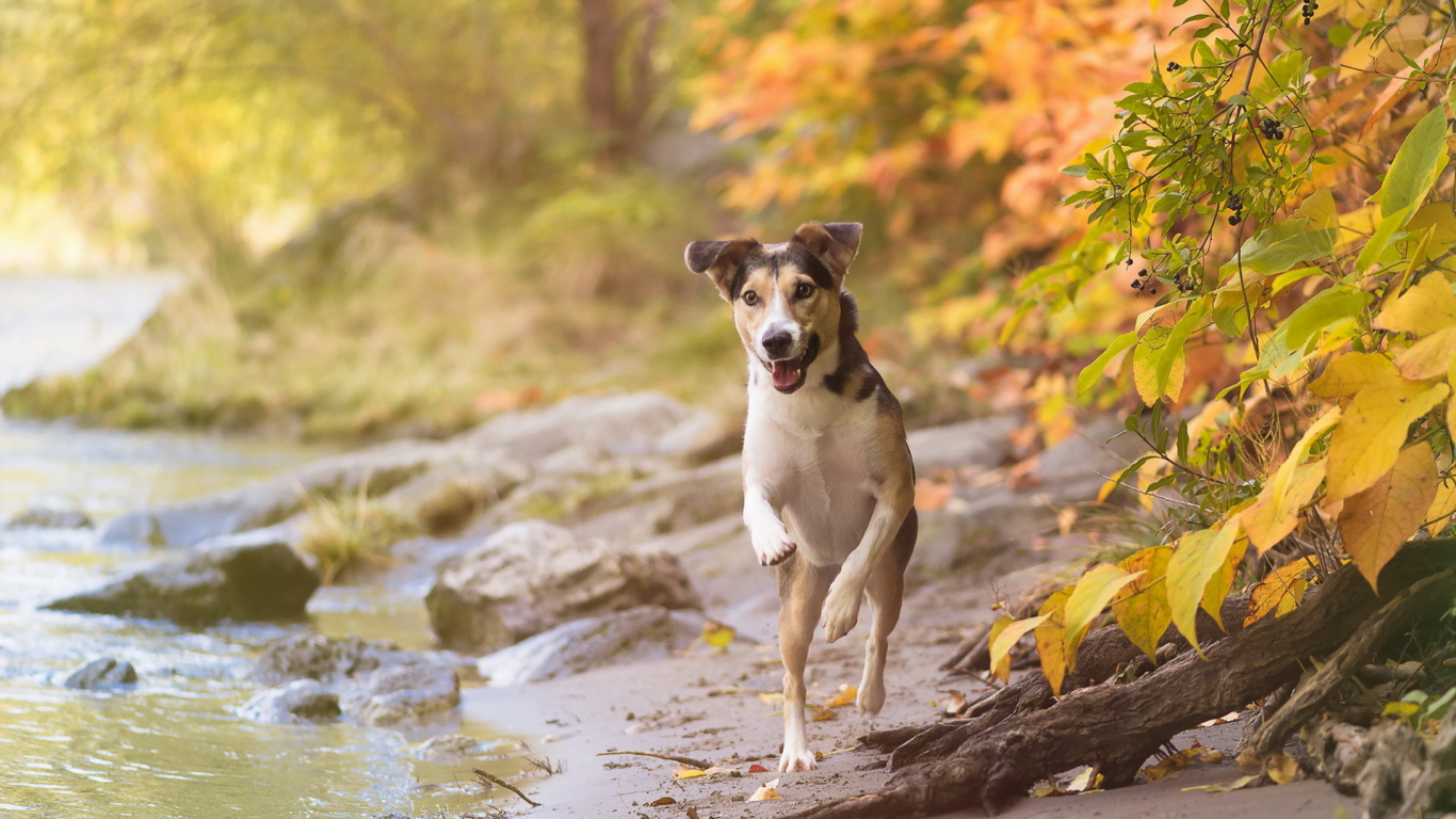 Brown and White Short Coated Dog Standing on Brown Rock Near River During Daytime. Wallpaper in 1366x768 Resolution