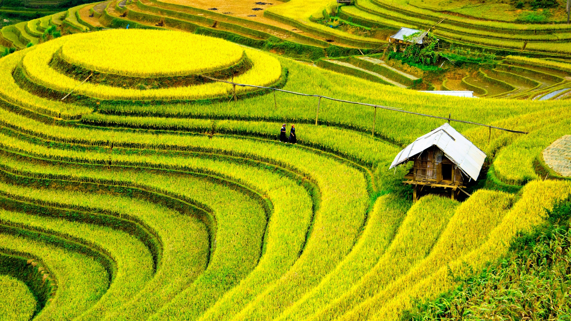 M仓池区, 露台, 稻田, 农业, 农作物 壁纸 1920x1080 允许
