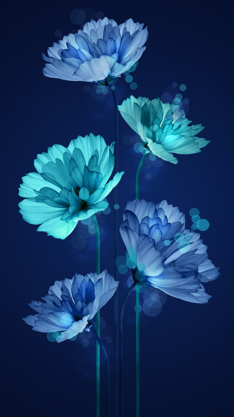 Flower, Plant, Blue, Azure, Petal. Wallpaper in 750x1334 Resolution