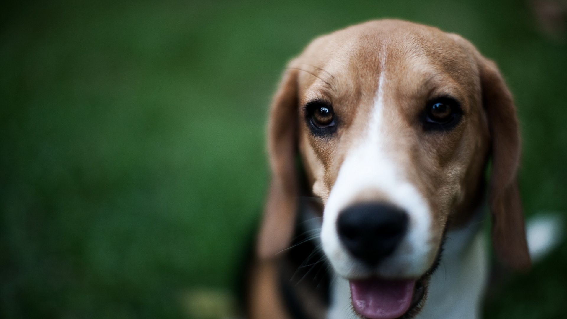 Tricolor Beagle Puppy on Green Grass Field During Daytime. Wallpaper in 1920x1080 Resolution
