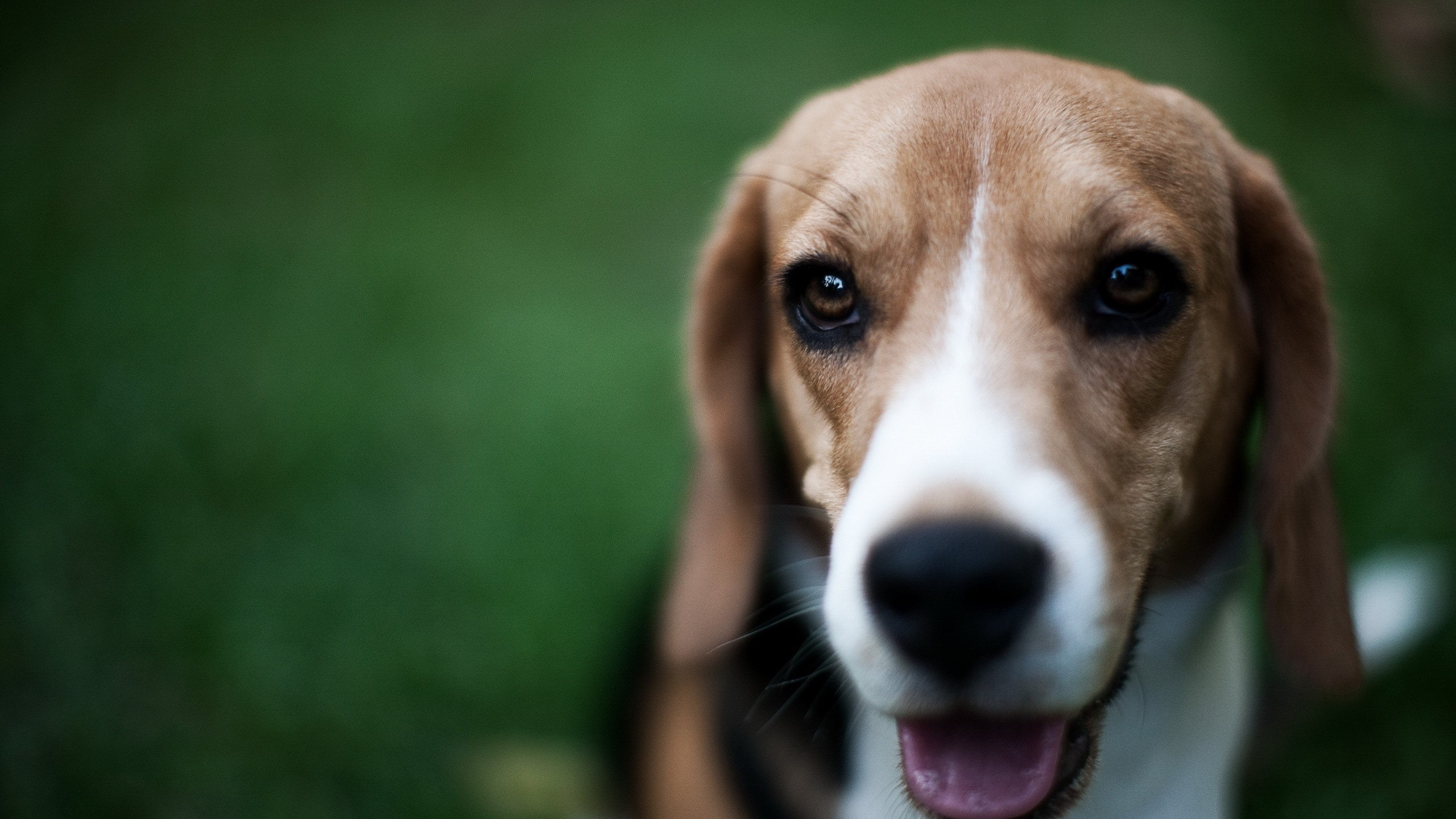 Tricolor Beagle Puppy on Green Grass Field During Daytime. Wallpaper in 2560x1440 Resolution